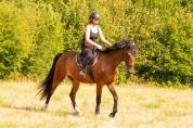 Gentil cheval 6 ans 