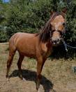Ponette id&eacute;ale club