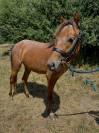 Ponette id&eacute;ale club