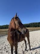 A vendre - Beau SF 