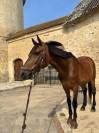 A vendre - Beau SF 