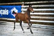Foal origines exceptionnelles