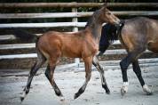Foal origines exceptionnelles
