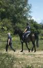 D&eacute;bourrage cheval &ndash; Travail du jeune cheval 