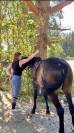 D&eacute;bourrage cheval &ndash; Travail du jeune cheval 