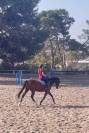 Super hongre de 4 ans &agrave; vendre 