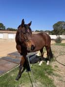 Super hongre de 4 ans &agrave; vendre 