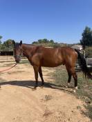 Super hongre de 4 ans &agrave; vendre 
