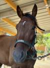 Super hongre de 4 ans &agrave; vendre 
