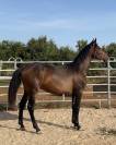 poulain PRE 16 mois espagnol cheval
