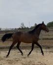 poulain PRE 16 mois espagnol cheval