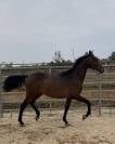poulain PRE 16 mois espagnol cheval