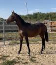 poulain PRE 16 mois espagnol cheval
