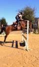 Foal M&acirc;le PFS par Kantje&rsquo;s Ronaldo 
