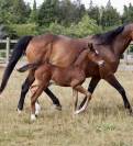 Foal M&acirc;le PFS par Kantje&rsquo;s Ronaldo 