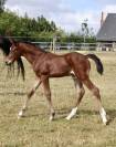 Foal M&acirc;le PFS par Kantje&rsquo;s Ronaldo 