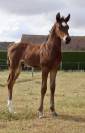 Foal M&acirc;le PFS par Kantje&rsquo;s Ronaldo 