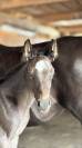 Veulen (ml) Welsh Partbred Te koop 2026 Overige kleuren ,  Hermes de la Meloise