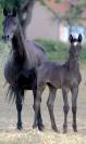 Veulen (ml) Welsh Partbred Te koop 2026 Overige kleuren ,  Hermes de la Meloise