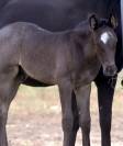 Veulen (ml) Welsh Partbred Te koop 2026 Overige kleuren ,  Hermes de la Meloise