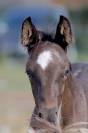 Veulen (ml) Welsh Partbred Te koop 2026 Overige kleuren ,  Hermes de la Meloise