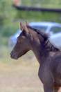 Veulen (ml) Welsh Partbred Te koop 2026 Overige kleuren ,  Hermes de la Meloise
