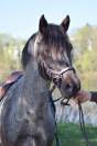 Veulen (ml) Welsh Partbred Te koop 2026 Overige kleuren ,  Hermes de la Meloise