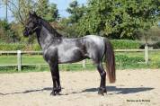 Veulen (ml) Welsh Partbred Te koop 2026 Overige kleuren ,  Hermes de la Meloise