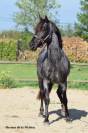 Veulen (ml) Welsh Partbred Te koop 2026 Overige kleuren ,  Hermes de la Meloise