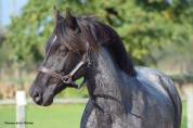 Veulen (ml) Welsh Partbred Te koop 2026 Overige kleuren ,  Hermes de la Meloise