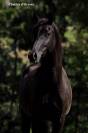 Veulen (ml) Welsh Partbred Te koop 2026 Overige kleuren ,  Hermes de la Meloise