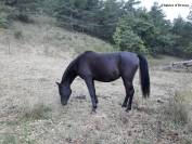 Veulen (ml) Welsh Partbred Te koop 2026 Overige kleuren ,  Hermes de la Meloise