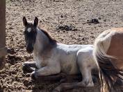 Colt Welsh Part Bred For sale 2026 Other color