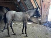 Colt Welsh Part Bred For sale 2026 Other color