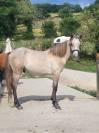 Poney pleins papiers Connemara 1 an