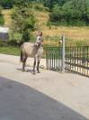 Poney pleins papiers Connemara 1 an