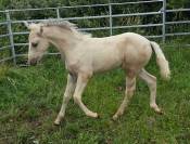 Foal Connemara PP palomino
