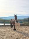 Foal Connemara PP palomino