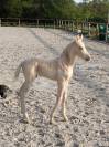 Foal Connemara PP palomino