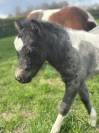 Poulain Pintaloosa &agrave; r&eacute;server 