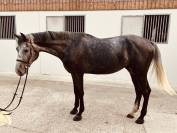 Hongre 5 ans CSO 