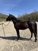 Petit cheval CSO