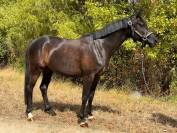 Petit cheval CSO