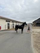 Petit cheval CSO