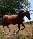 Pur-sang arabes