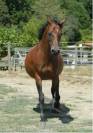 Pur-sang arabes