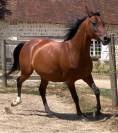 Pur-sang arabes