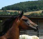 Pur-sang arabes