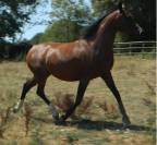 Pur-sang arabes