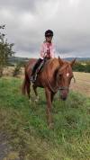 Trotteur fran&ccedil;ais &agrave; vendre